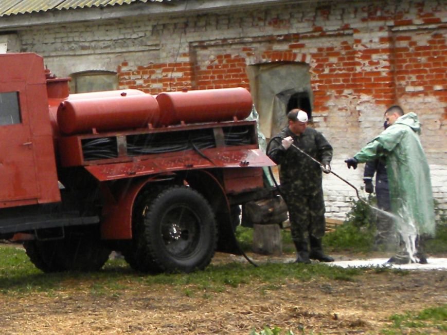В Черниговской области сожгли 180 свиней (фото) - фото 1 В Черниговской области сожгли 180 свиней (фото) - фото 1