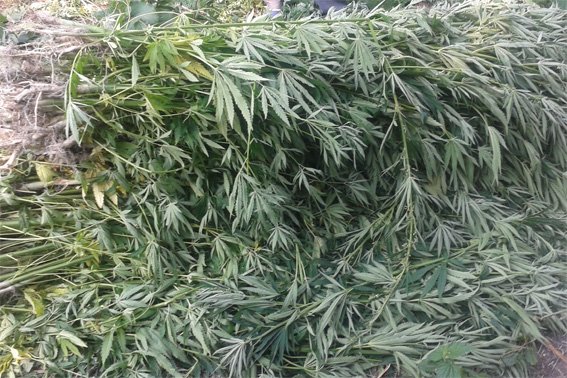 Житель Кировоградщины незаконно выращивал более полутора тысяч кустов конопли (фото) - фото 1 Житель Кировоградщины незаконно выращивал более полутора тысяч кустов конопли (фото) - фото 1