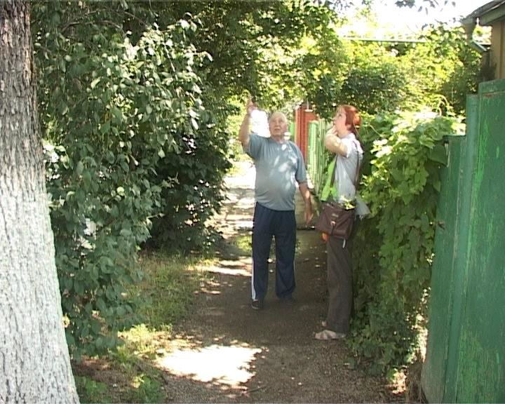 Дерево раздора. Старый ясень стал причиной ссоры между соседями (фото) - фото 1 Дерево раздора. Старый ясень стал причиной ссоры между соседями (фото) - фото 1