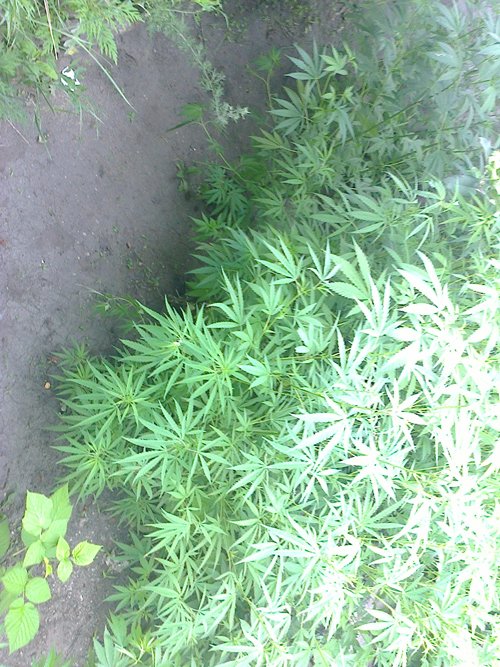 наркота_2 наркота_2