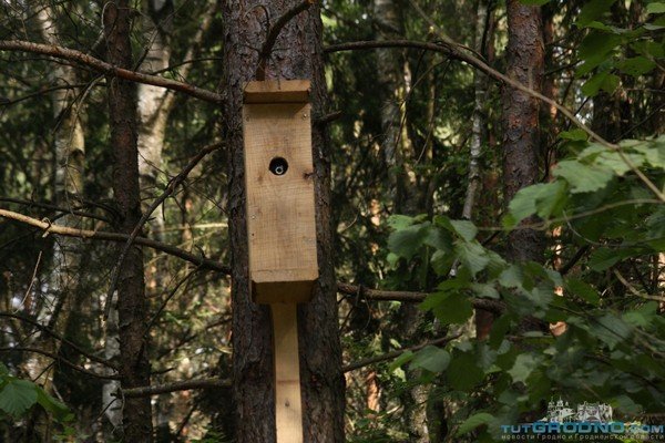 Под Гродно дачники массово устанавливают видеокамеры в скворечниках (фото) - фото 3 Под Гродно дачники массово устанавливают видеокамеры в скворечниках (фото) - фото 3