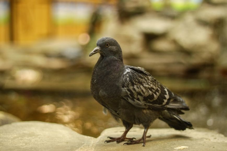 Волгоградский ветврач спас голубей, сычей и пустельгу