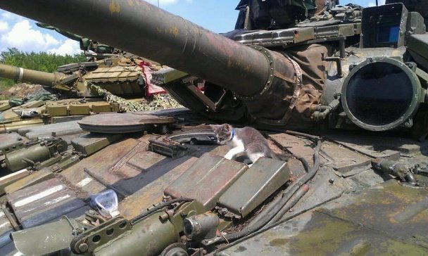 Тварини – вірні друзі на передовій. Частина 2. (ФОТО) (фото) - фото 1 Тварини – вірні друзі на передовій. Частина 2. (ФОТО) (фото) - фото 1
