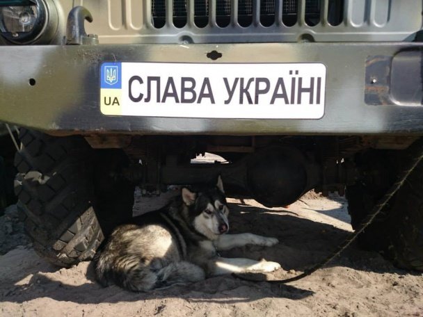 Тварини – вірні друзі на передовій. Частина 2. (ФОТО) (фото) - фото 1 Тварини – вірні друзі на передовій. Частина 2. (ФОТО) (фото) - фото 1