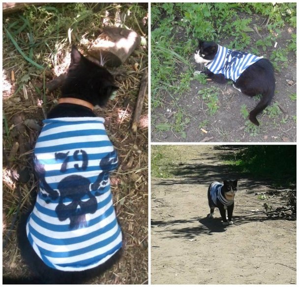 Тварини – вірні друзі на передовій. Частина 2. (ФОТО) (фото) - фото 1 Тварини – вірні друзі на передовій. Частина 2. (ФОТО) (фото) - фото 1