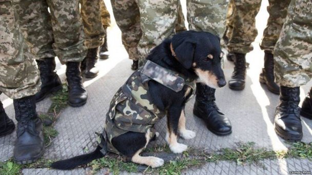 Тварини – вірні друзі на передовій. Частина 2. (ФОТО) (фото) - фото 1 Тварини – вірні друзі на передовій. Частина 2. (ФОТО) (фото) - фото 1