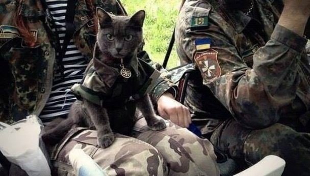 Тварини – вірні друзі на передовій. Частина 2. (ФОТО) (фото) - фото 1 Тварини – вірні друзі на передовій. Частина 2. (ФОТО) (фото) - фото 1