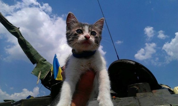 Тварини – вірні друзі на передовій. Частина 2. (ФОТО) (фото) - фото 1 Тварини – вірні друзі на передовій. Частина 2. (ФОТО) (фото) - фото 1