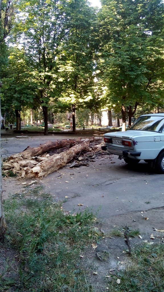 В Кривом Роге сухое дерево оборвало электролинию и упало на детскую площадку (фото) - фото 1 В Кривом Роге сухое дерево оборвало электролинию и упало на детскую площадку (фото) - фото 1