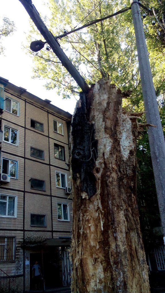 В Кривом Роге сухое дерево оборвало электролинию и упало на детскую площадку (фото) - фото 1 В Кривом Роге сухое дерево оборвало электролинию и упало на детскую площадку (фото) - фото 1