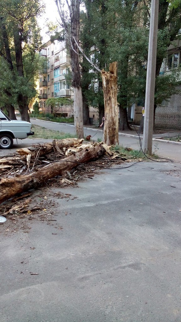 В Кривом Роге сухое дерево оборвало электролинию и упало на детскую площадку (фото) - фото 1 В Кривом Роге сухое дерево оборвало электролинию и упало на детскую площадку (фото) - фото 1