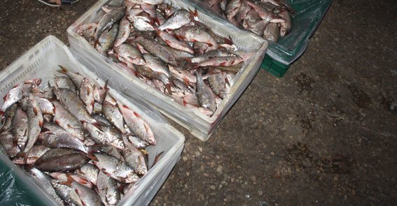 Браконьеры на Кременчугском водохранилище платят за рыбу по 860 гривен за килограмм (ФОТО) (фото) - фото 1 Браконьеры на Кременчугском водохранилище платят за рыбу по 860 гривен за килограмм (ФОТО) (фото) - фото 1