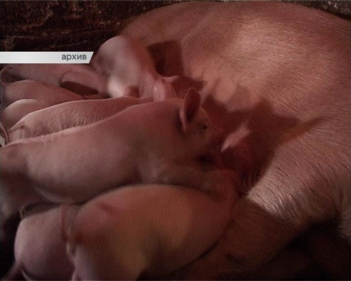В Усть - Лабинском районе Краснодарского края зафиксирован  случай заболевания африканской чумой свиней