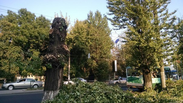 На проспекті Чорновола зріжуть здорові дерева (ФОТО) (фото) - фото 2 На проспекті Чорновола зріжуть здорові дерева (ФОТО) (фото) - фото 2