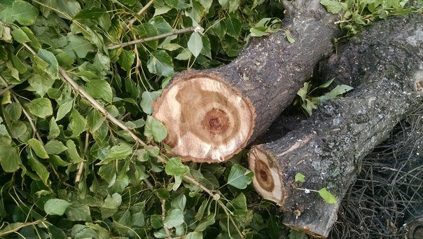 На проспекті Чорновола зріжуть здорові дерева (ФОТО) (фото) - фото 2 На проспекті Чорновола зріжуть здорові дерева (ФОТО) (фото) - фото 2