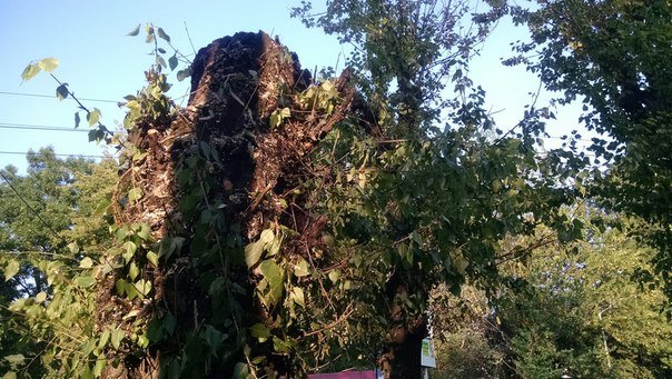 На проспекті Чорновола зріжуть здорові дерева (ФОТО) (фото) - фото 2 На проспекті Чорновола зріжуть здорові дерева (ФОТО) (фото) - фото 2