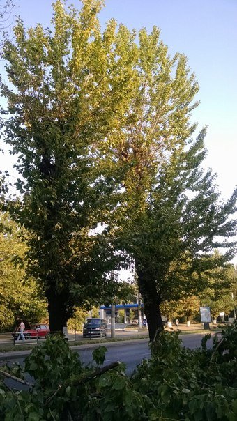 На проспекті Чорновола зріжуть здорові дерева (ФОТО) (фото) - фото 2 На проспекті Чорновола зріжуть здорові дерева (ФОТО) (фото) - фото 2