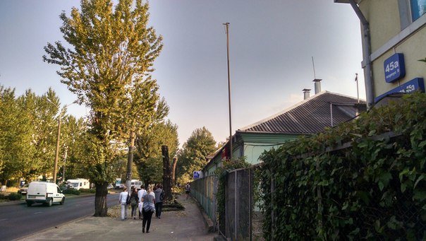 На проспекті Чорновола зріжуть здорові дерева (ФОТО) (фото) - фото 2 На проспекті Чорновола зріжуть здорові дерева (ФОТО) (фото) - фото 2