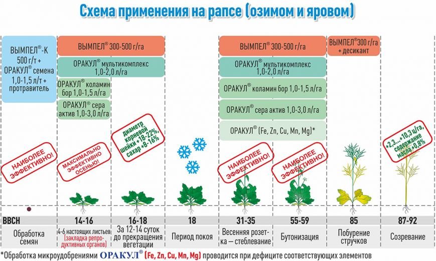Рапс: избежать рисков и получить прибавку к урожаю (фото) - фото 1 Рапс: избежать рисков и получить прибавку к урожаю (фото) - фото 1
