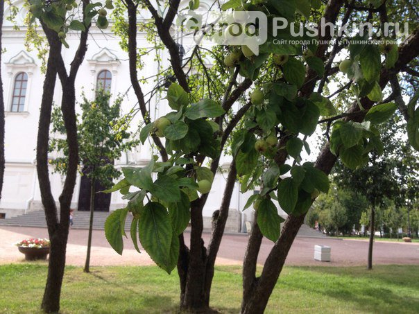 Гид по яблоневым садам в Пушкинском районе (фото) - фото 1