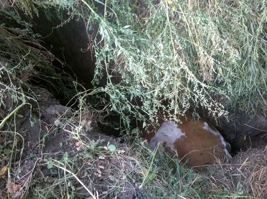 На Полтавщині рятувальники витягали корову, яка впала в яму. Фото (фото) - фото 1 На Полтавщині рятувальники витягали корову, яка впала в яму. Фото (фото) - фото 1