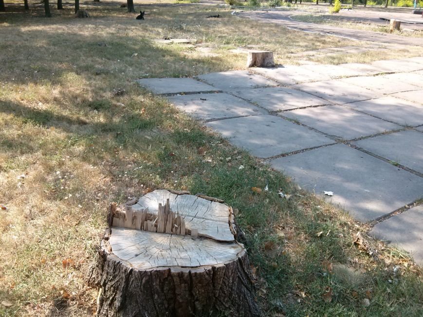Мариупольцев возмутило продолжением уничтожения деревьев в Приморском парке (ФОТО) (фото) - фото 2 Мариупольцев возмутило продолжением уничтожения деревьев в Приморском парке (ФОТО) (фото) - фото 2