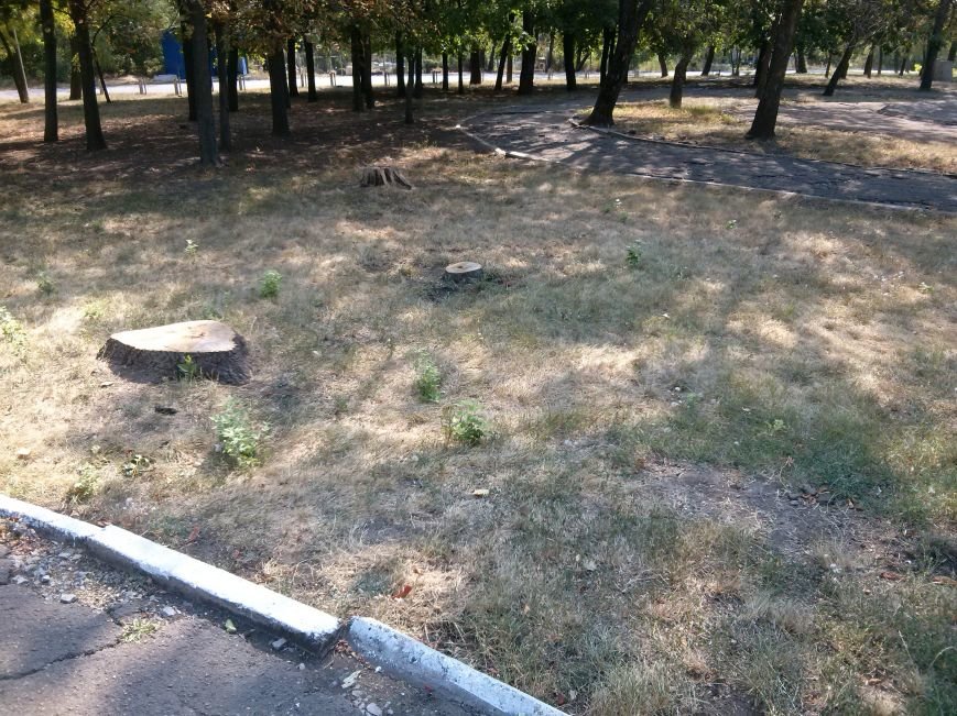 Мариупольцев возмутило продолжением уничтожения деревьев в Приморском парке (ФОТО) (фото) - фото 4 Мариупольцев возмутило продолжением уничтожения деревьев в Приморском парке (ФОТО) (фото) - фото 4