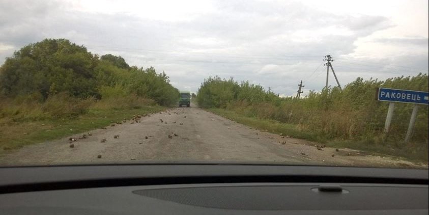 На Тернопільщині ями на дорогах «латають»... цукровими буряками (фото) - фото 1 На Тернопільщині ями на дорогах «латають»... цукровими буряками (фото) - фото 1