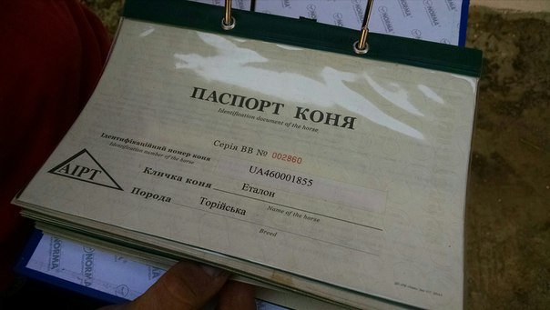Каретний бізнес у Львові: в яких умовах утримують коней (ФОТО+ВІДЕО) (фото) - фото 1 Каретний бізнес у Львові: в яких умовах утримують коней (ФОТО+ВІДЕО) (фото) - фото 1