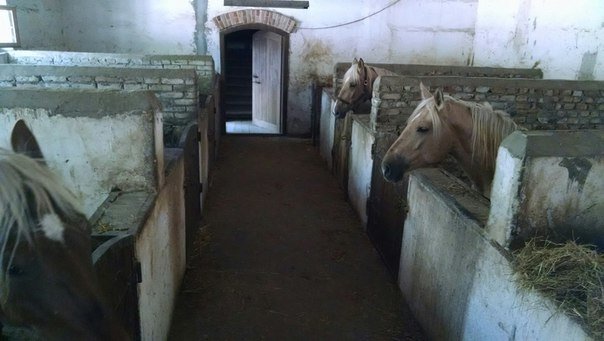 Каретний бізнес у Львові: в яких умовах утримують коней (ФОТО+ВІДЕО) (фото) - фото 5 Каретний бізнес у Львові: в яких умовах утримують коней (ФОТО+ВІДЕО) (фото) - фото 5