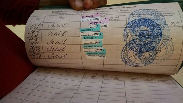 Каретний бізнес у Львові: в яких умовах утримують коней (ФОТО+ВІДЕО) (фото) - фото 2 Каретний бізнес у Львові: в яких умовах утримують коней (ФОТО+ВІДЕО) (фото) - фото 2