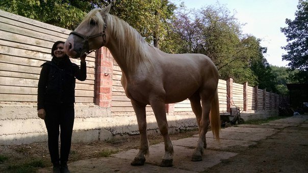 Каретний бізнес у Львові: в яких умовах утримують коней (ФОТО+ВІДЕО) (фото) - фото 5 Каретний бізнес у Львові: в яких умовах утримують коней (ФОТО+ВІДЕО) (фото) - фото 5
