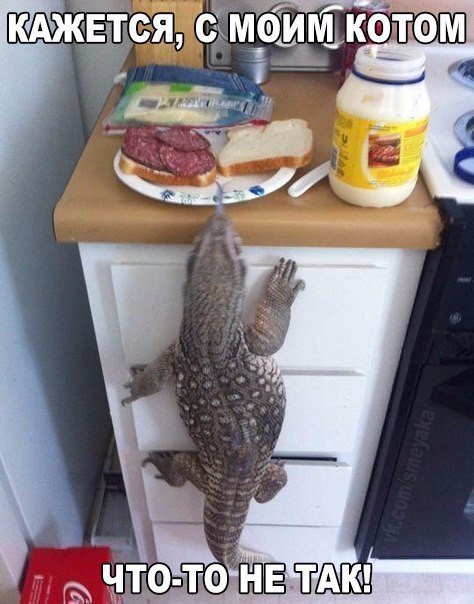 В Ульяновске сбежал 80-сантиметровый варан (фото) - фото 1