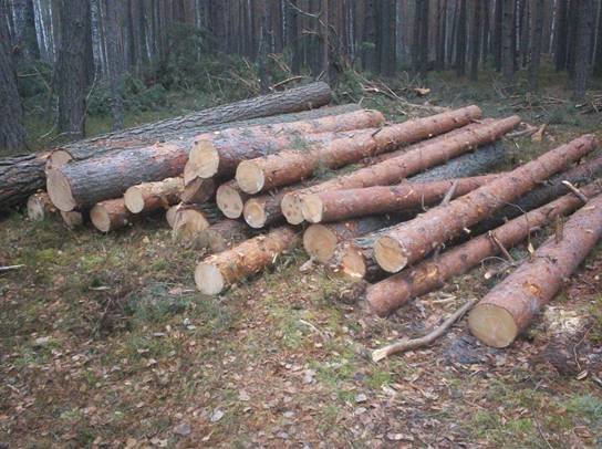 В Чернобыльской зоне неизвестные незаконно вырубали лес (ФОТО) (фото) - фото 2 В Чернобыльской зоне неизвестные незаконно вырубали лес (ФОТО) (фото) - фото 2