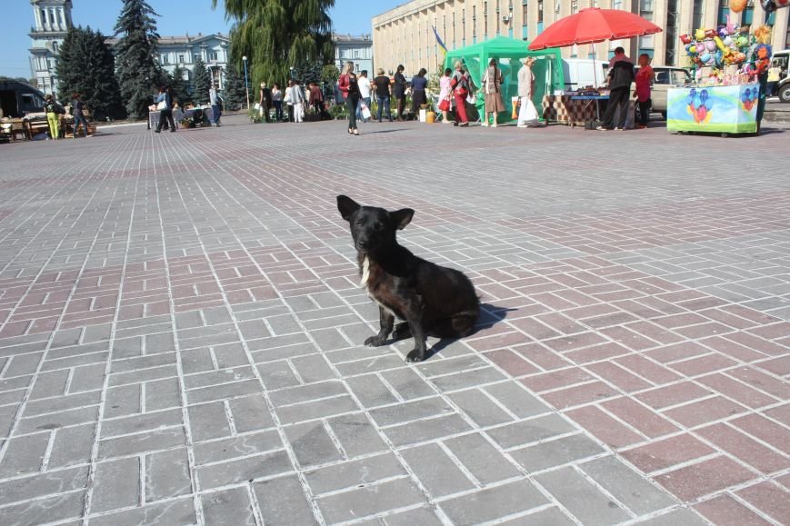 В Днепродзержинске открылась ярмарка «Золотая осень» (фото) - фото 20 В Днепродзержинске открылась ярмарка «Золотая осень» (фото) - фото 20