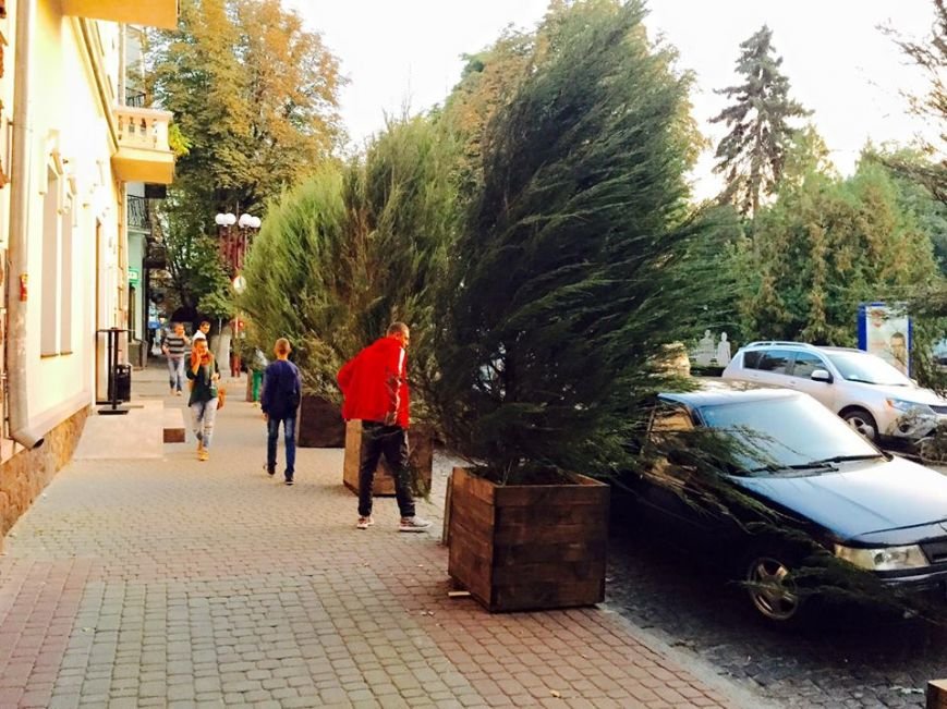 В центрі Тернополя з’явились великі туї в дерев’яних горшках (фото) (фото) - фото 1 В центрі Тернополя з’явились великі туї в дерев’яних горшках (фото) (фото) - фото 1