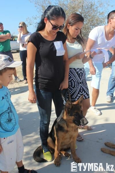 Выставка собак прошла в Актау (фото) (фото) - фото 4
