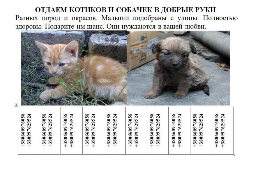 Красноармейские защитники животных предлагают каждому горожанину принять участие в судьбе бездомных котят и щенков (фото) - фото 1 Красноармейские защитники животных предлагают каждому горожанину принять участие в судьбе бездомных котят и щенков (фото) - фото 1