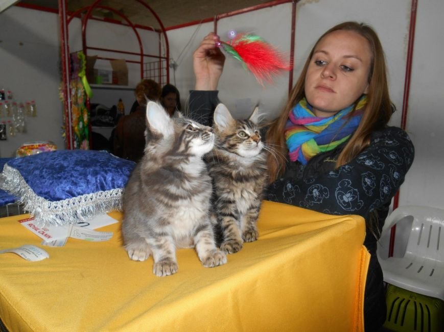 В Николаеве прошла международная выставка кошек (ФОТО) (фото) - фото 4 В Николаеве прошла международная выставка кошек (ФОТО) (фото) - фото 4