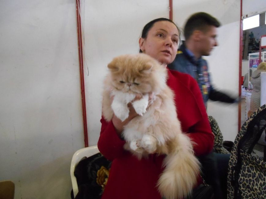 В Николаеве прошла международная выставка кошек (ФОТО) (фото) - фото 1 В Николаеве прошла международная выставка кошек (ФОТО) (фото) - фото 1
