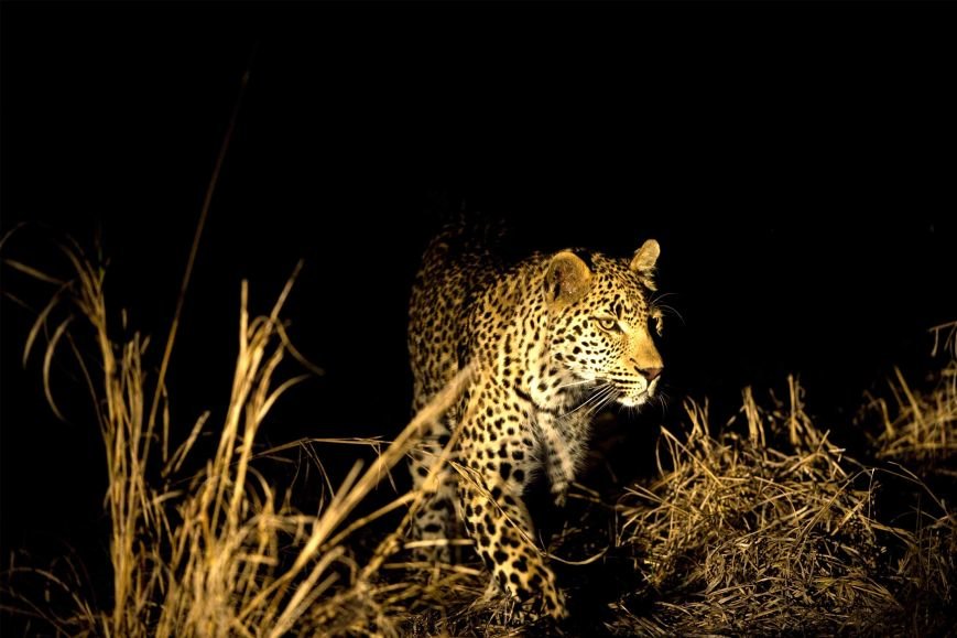 Night Safari Night Safari