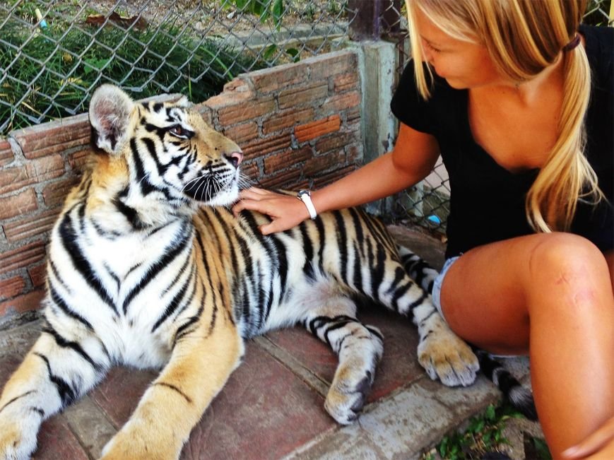 Tiger Kingdom Tiger Kingdom