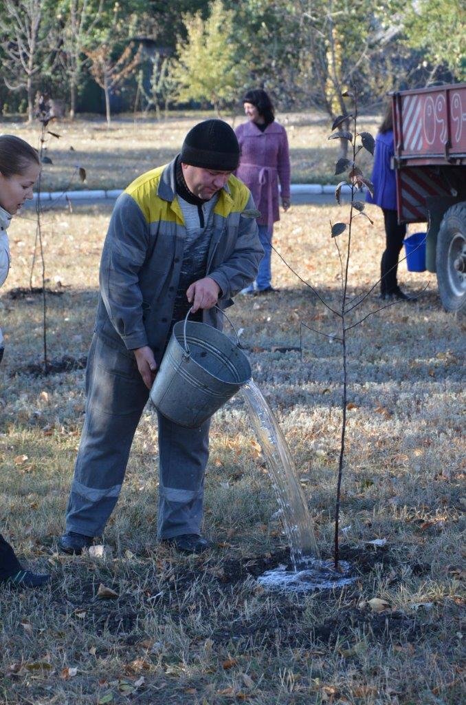 высадка деревьев в п. Новодонецкое высадка деревьев в п. Новодонецкое