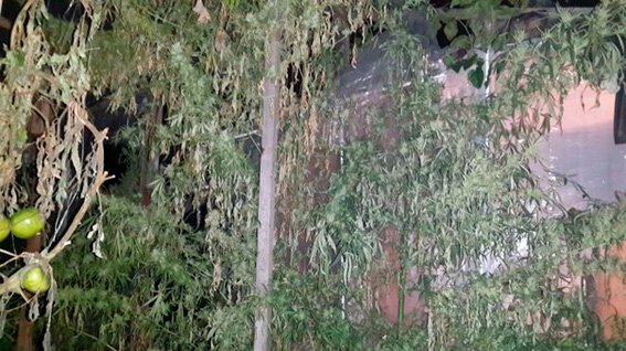 В Киеве пенсионер вырастил на огороде конопли на 3 млн грн (ФОТО) (фото) - фото 2 В Киеве пенсионер вырастил на огороде конопли на 3 млн грн (ФОТО) (фото) - фото 2