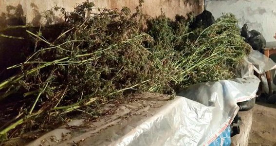 В Киеве пенсионер вырастил на огороде конопли на 3 млн грн (ФОТО) (фото) - фото 1 В Киеве пенсионер вырастил на огороде конопли на 3 млн грн (ФОТО) (фото) - фото 1
