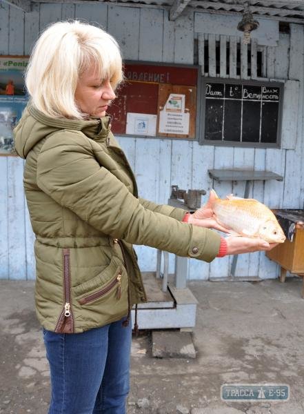В Одесской области рыбаки поймали живую золотую рыбку (ФОТО) (фото) - фото 1