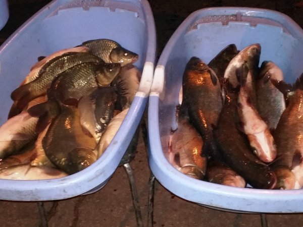 По щучьему велению: сахар за 40 рублей, живая рыба и многое другое (фото) (фото) - фото 7 По щучьему велению: сахар за 40 рублей, живая рыба и многое другое (фото) (фото) - фото 7