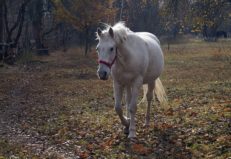 На деревню к дедушке, Ивану Сергеевичу. Или как из Белгорода съезди... На деревню к дедушке, Ивану Сергеевичу. Или как из Белгорода съездить в тургеневские места (фото) - фото 5