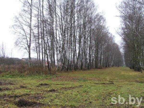 Вдоль дороги под Витебском незаконно вырубили деревья. Ущерб природе - более 100 млн рублей (фото) - фото 1 Вдоль дороги под Витебском незаконно вырубили деревья. Ущерб природе - более 100 млн рублей (фото) - фото 1