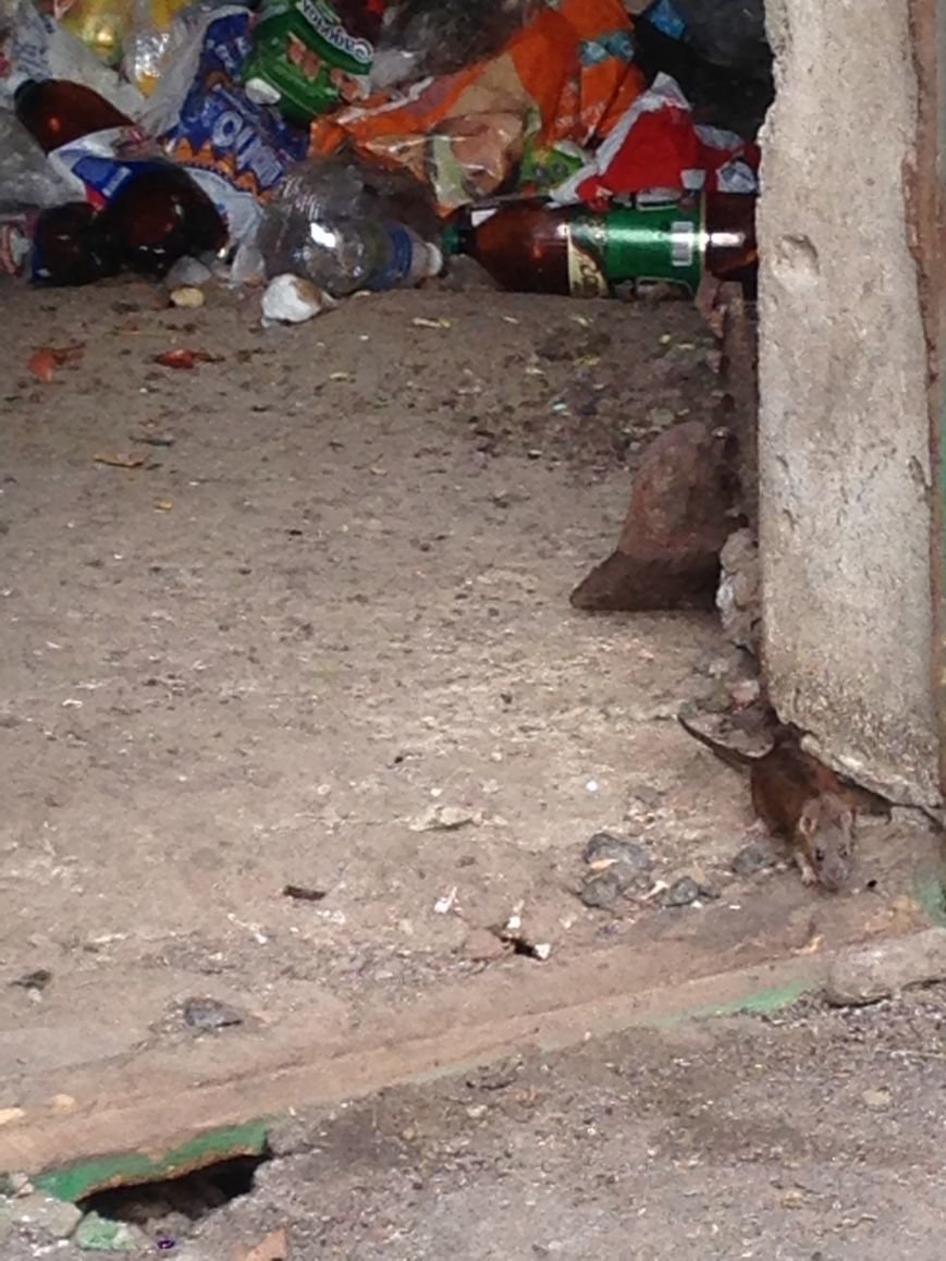 Такие милые и пушистые: В одесской многоэтажке крысы бегают по парадной и заглядывают в квартиры (ФОТО) (фото) - фото 1